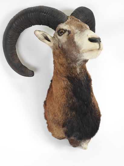 Bighorn sheep trophy.
60 x 47 cm.
(good condition).

Experts:...