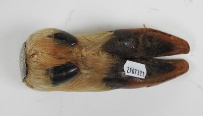 Honorary stag's foot bearing a plaque 