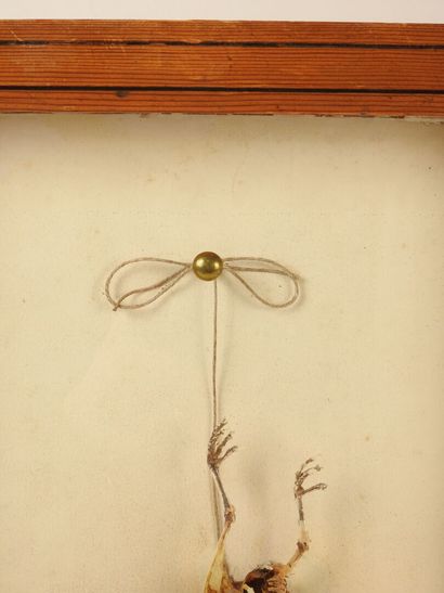 Hoopoe (Upupa epops) (CE): still-life skeleton...