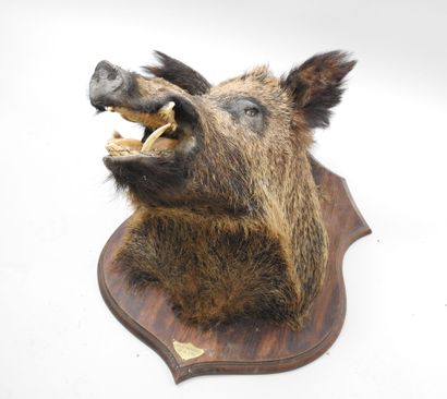 European wild boar (Sus scrofa) (CH): Naturalized...
