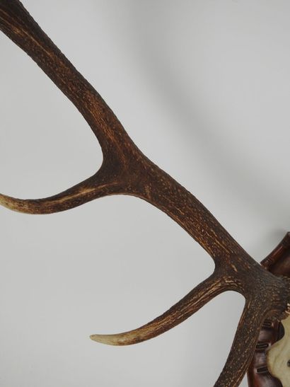 Deer (Cervus Elaphus) (CH): Massacre with...