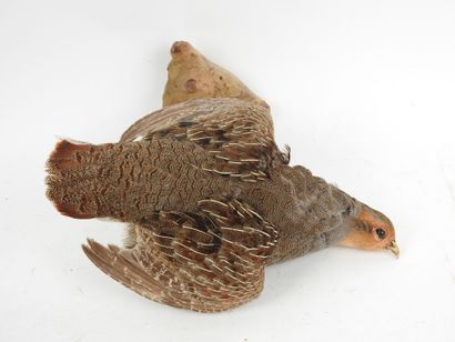 Gray partridge (Perdix perdix) (CH) : Naturalized...