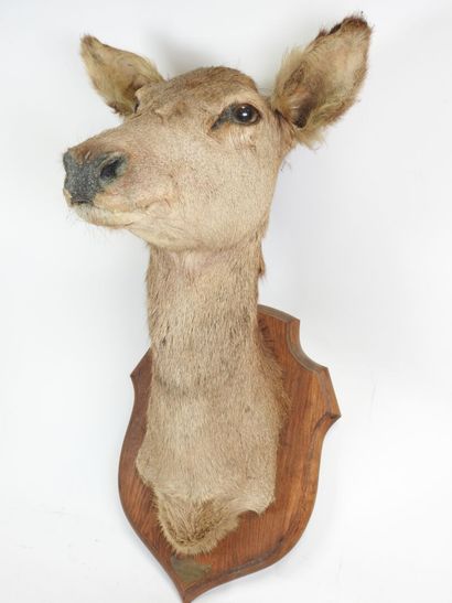 Hind (Cervus Elaphus) (CH): large cape head...