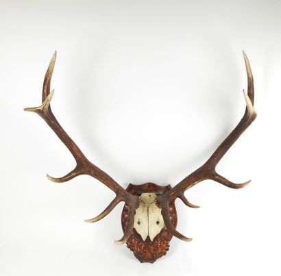 Deer (Cervus Elaphus) (CH): Massacre with...