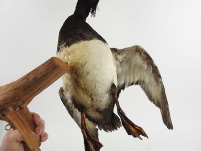 Greater scaup (Aythya marila) (CH): naturalized...