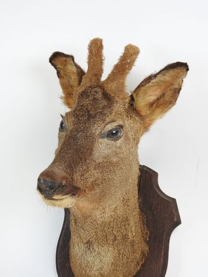 European roe deer (Capreolus capreolus) (CH):...