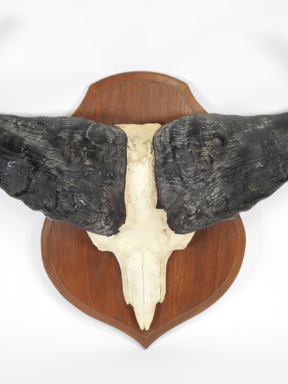 AFRICAN buffalo massacre presented on wooden...