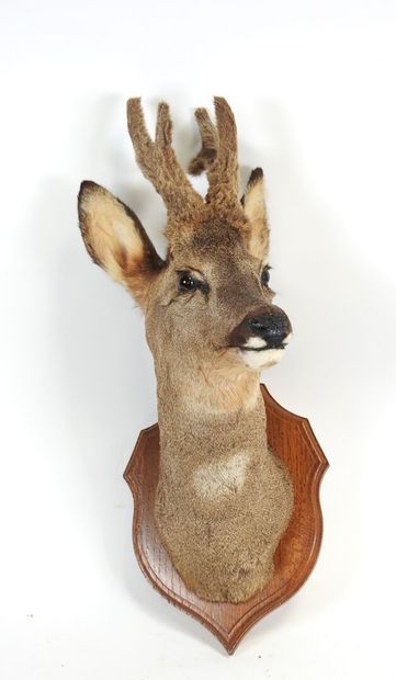 European roe deer (Capreolus capreolus) (CH):...