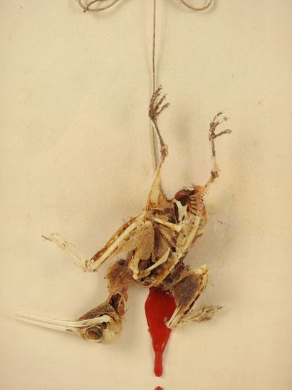 Hoopoe (Upupa epops) (CE): still-life skeleton...