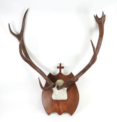 Deer (Cervus Elaphus) (CH): Massacre bearing...