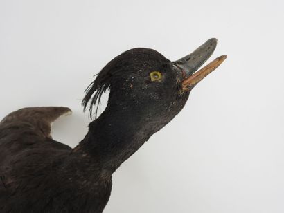 Greater scaup (Aythya marila) (CH): naturalized...