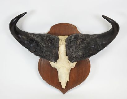 AFRICAN buffalo massacre presented on wooden...