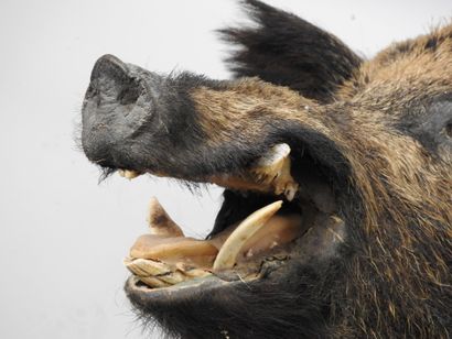 European wild boar (Sus scrofa) (CH): Naturalized...