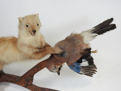 Oak Jay (Garrulus glandarius) (CH): Naturalized...