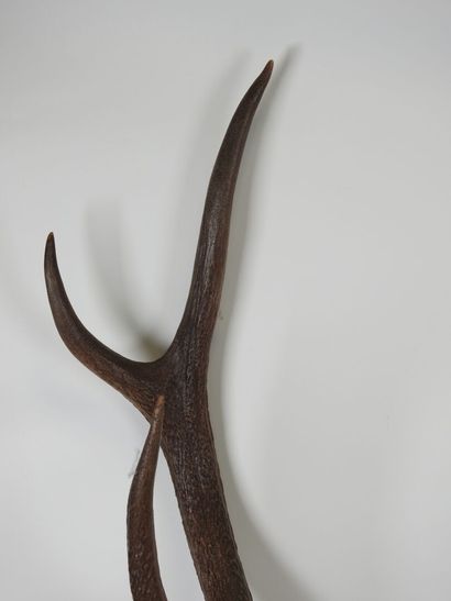 Deer (Cervus Elaphus) (CH): Massacre bearing...