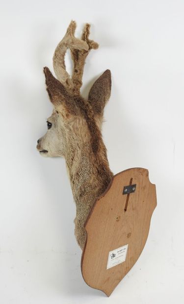 European roe deer (Capreolus capreolus) (CH):...
