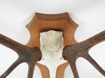 Stag (Cervus Elaphus) (CH): Massacre bearing...