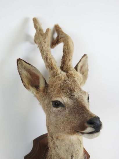 European roe deer (Capreolus capreolus) (CH):...