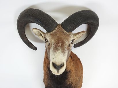 Bighorn sheep trophy.
60 x 47 cm.
(good condition).

Experts:...