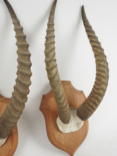 Buffon cob (Kobus kob) (CH): two massacres...
