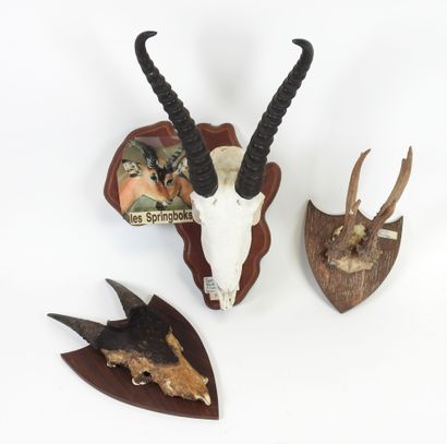 Set of three massacres on wooden escutcheons,...