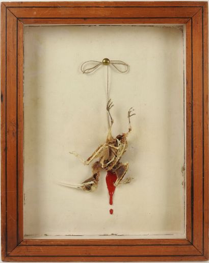 Hoopoe (Upupa epops) (CE): still-life skeleton...