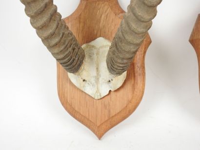 Buffon cob (Kobus kob) (CH): two massacres...