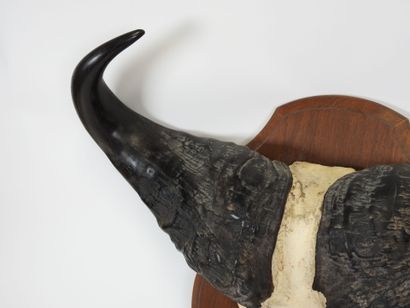 AFRICAN buffalo massacre presented on wooden...