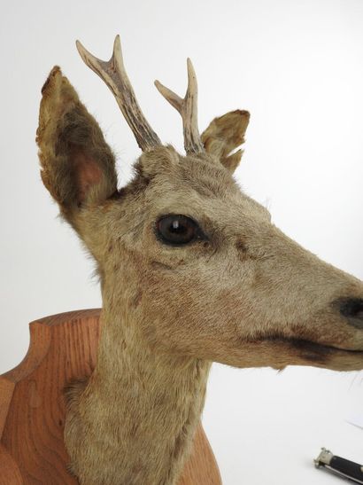 European roe deer (Capreolus capreolus) (CH):...