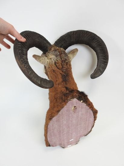Bighorn sheep trophy.
60 x 47 cm.
(good condition).

Experts:...