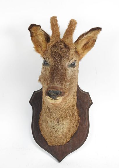 European roe deer (Capreolus capreolus) (CH):...