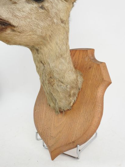 European roe deer (Capreolus capreolus) (CH):...