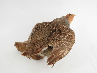 Gray partridge (Perdix perdix) (CH) : Naturalized...