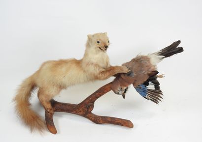 Oak Jay (Garrulus glandarius) (CH): Naturalized...