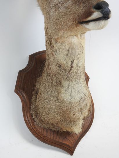 European roe deer (Capreolus capreolus) (CH):...