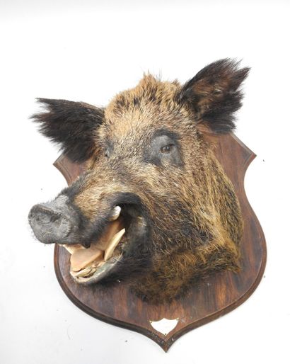 European wild boar (Sus scrofa) (CH): Naturalized...