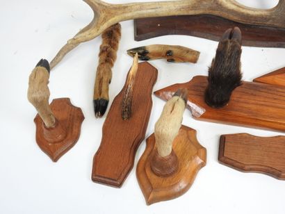 Lot of naturalized deer and wild boar legs,...
