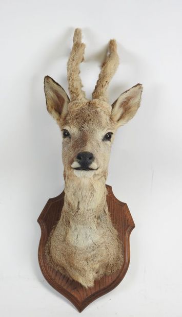 European roe deer (Capreolus capreolus) (CH):...