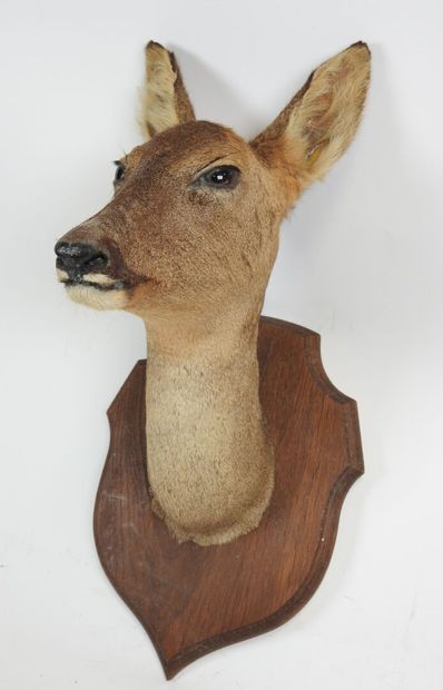 European roe deer (Capreolus capreolus) (CH):...