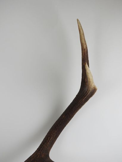 Deer (Cervus Elaphus) (CH): Massacre with...