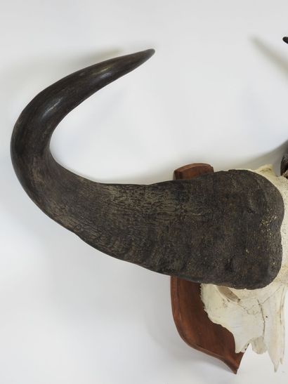 Large AFRICAN buffalo massacre presented...
