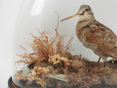 Woodcock (Scolopax rusticola) (CH): naturalized...