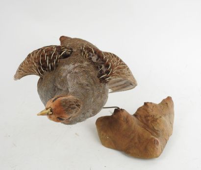 Gray partridge (Perdix perdix) (CH) : Naturalized...