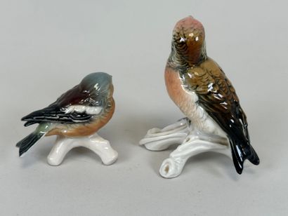 Karl ENS (1802-1865) et GOEBEL.
Deux sujets...