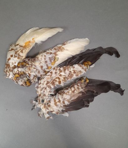Lot of various feathers including ostric...