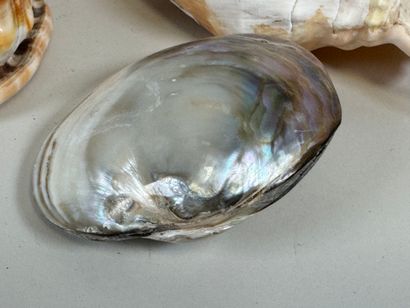 Four shells.
35 x 18 cm (the largest).
(small...
