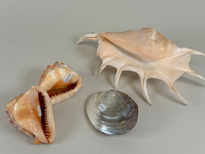 Four shells.
35 x 18 cm (the largest).
(small...