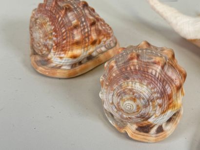 Four shells.
35 x 18 cm (the largest).
(small...