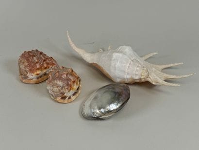 Four shells.
35 x 18 cm (the largest).
(small...