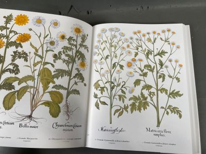 Basilius Besler, L'herbier des quatre saisons....